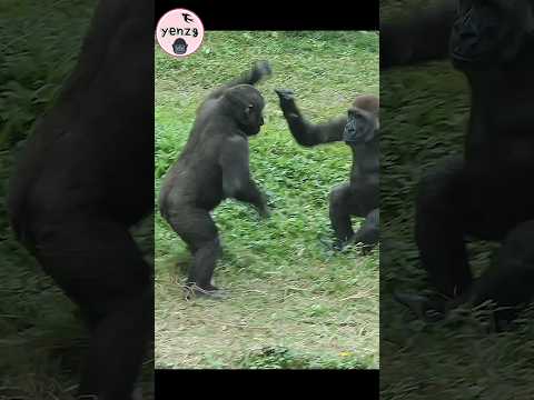 金剛猩猩Ringo想和哥哥Jabali玩🤣 gorilla taipeizoo 金剛猩猩 台北市立動物園 funnya… サムネイル