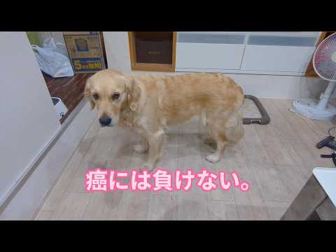 癌には負けない。ゴールデンレトリバー