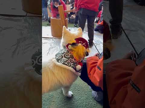 shorts 餅つきの掛け声に参加するアカネちゃん😊　サモエド　那須どうぶつ王国にて　2026年1月1日 サムネイル