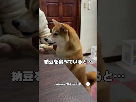 納豆が大好きな柴犬、アピールして一口で食べた　　柴犬　犬　いぬ　かわいい犬 犬のいる暮らし サムネイル