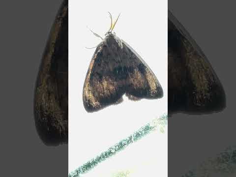 shorts 蛾がいた　那須どうぶつ王国　IMG 8093 サムネイル