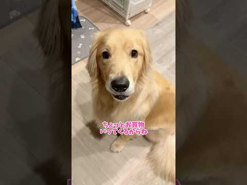 εε＝(((((ﾉ･ω･)ﾉおかえりー 大型犬 ゴールデンレトリバー サムネイル