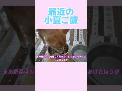 最近の小夏ご飯 神戸 柴犬 shiba shibainu 癒し サムネイル