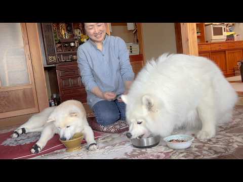 春野菜たっぷり手作りスープを１７歳とは思えない食べっぷりで大完食してくれる元気な柴犬とサモエド サムネイル