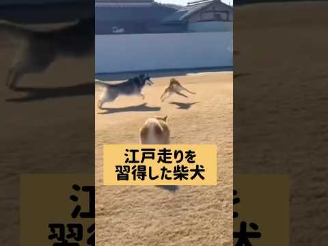 衝撃の最後。柴犬 サムネイル