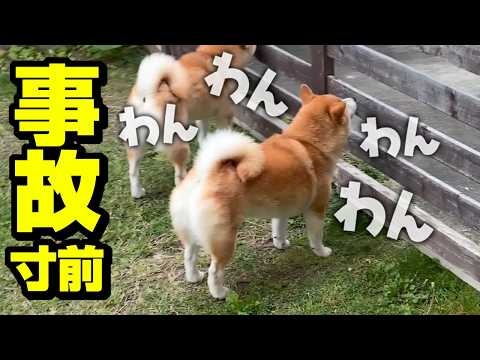 娘が運転したら「危ない！」と吠えて教えてくれる柴犬姉妹 サムネイル