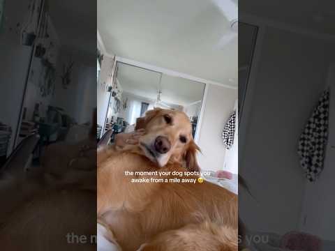 coming home to my golden retriever🥵goldenretreivers dog pup… サムネイル
