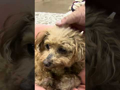 shorts チョコちゃん　トイプードル　那須どうぶつ王国　IMG 0021 サムネイル