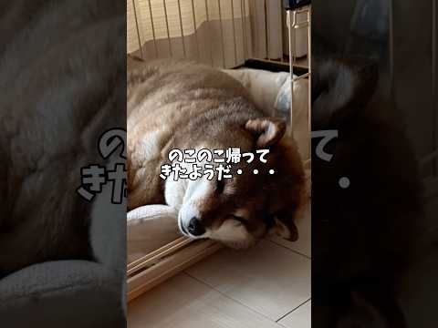 柴犬のお出迎え炸裂！ サムネイル