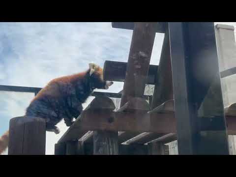 円実ちゃん渡って戻る☺️ レッサーパンダ　大森山動物園にて　2026年4月29日 サムネイル