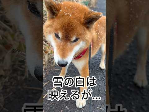 ’26.1.21 雪の日の、力丸散歩！ 柴犬 shibainu 柴犬のいる暮らし 柴犬の日常 お散歩 雪の日 力丸 サムネイル