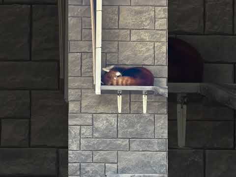 shorts ランマルくんはおやすみ中〜　レッサーパンダ　浜松市動物園にて　2026年3月15日