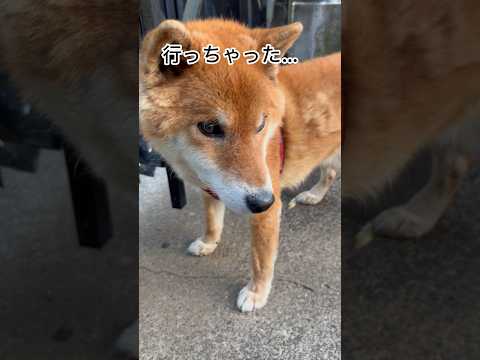 ’26.5.25 力丸の興味は… 柴犬 shibainu 柴犬のいる暮らし 柴犬の日常 換毛期 見守り 力丸 サムネイル