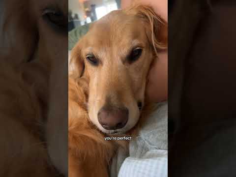 coming home to my golden retriever❤️india retreiver dog pup… サムネイル