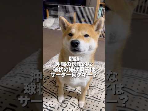 なんくるないさぁー😆　柴犬　柴犬とん サムネイル