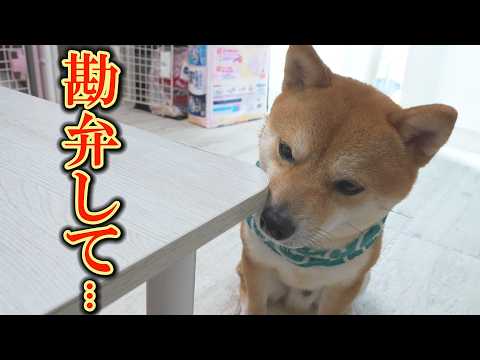 【爆笑】しゃべる豚さんに怯え、物陰から見て見ぬふりをする柴犬が可愛い サムネイル