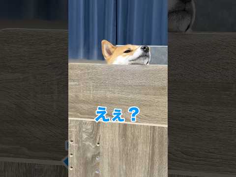 ドヤ柴www 柴犬 shorts サムネイル