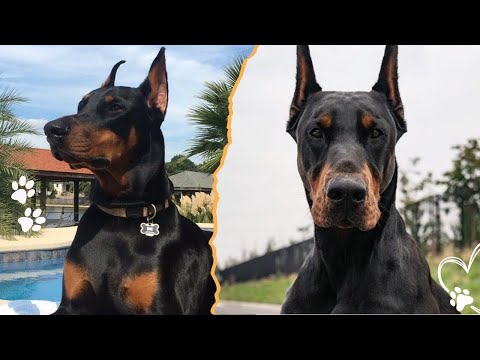 Should Ear Cropping Dobermans Still Be Allowed Today サムネイル