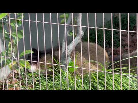 今朝のハクビシンさん　東山動植物園にて　2026年3月13日 サムネイル
