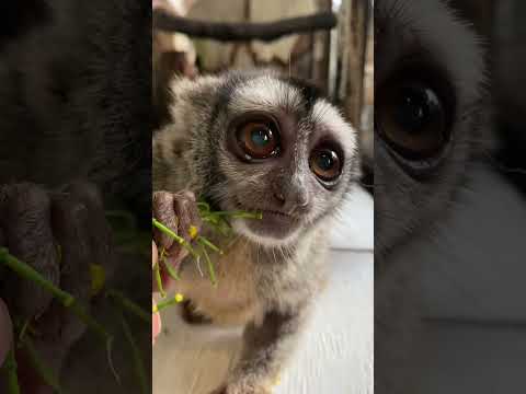 お花が似合うおばあちゃん猿達♪shorts 猿 動物 サムネイル