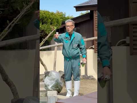 shorts カピバラの湯っこ準備中〜　大森山動物園にて　2026年4月29日 サムネイル