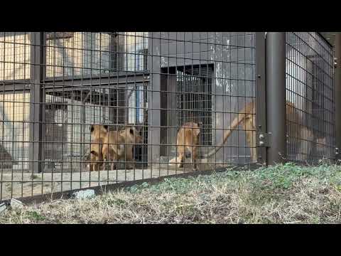 閉園時間が間近になりもう皆んな帰りたい❣️ライオン🦁ファミリー　のんほいパーク　2026年2月13日