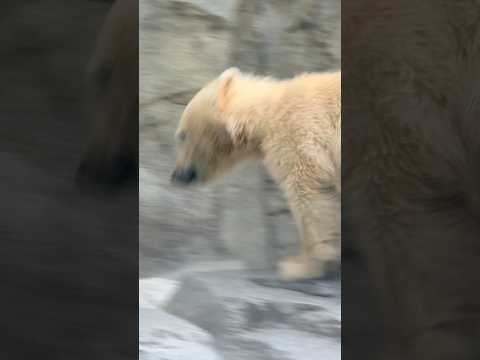 shorts だいぶエンジンかかって来たモモ太くん🤭　  ホッキョクグマの親子　秋田県男鹿水族館GAOにて2026年5…