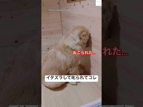 怒られて拗ねてるゴールデンレトリバー😂　#かわいい　#ゴールデンレトリバー #犬　#大型犬　#犬のいる暮らし サムネイル