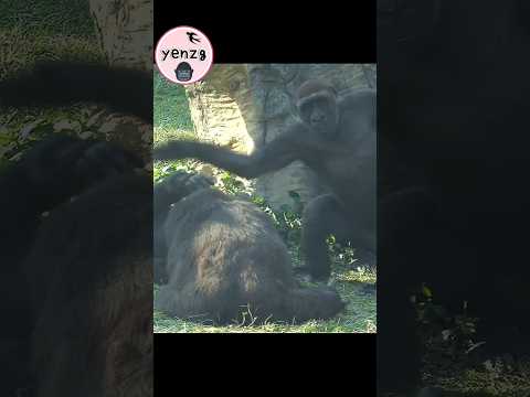 Ringo和Jabali玩,腳左右晃好可愛😆 gorilla gorillatag taipeizoo 金剛猩猩 台北… サムネイル