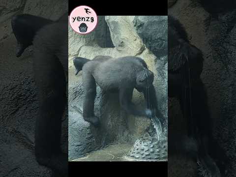 Gorilla Tayari彎腰舀水洗頭甩頭好帥氣 gorillatag taipeizoo 金剛猩猩 台北市立動物園 サムネイル