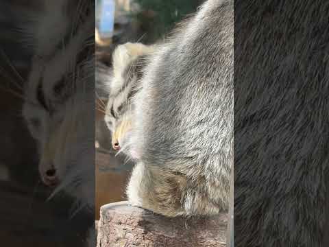 shorts ナゴムくんのペロペロに注目して‥ (オヤツの後) マヌルネコ　那須どうぶつ王国にて　2026年4月26日 サムネイル