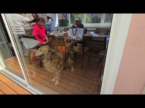 室内に残したゴールデンレトリバーに人間がテラスに閉め出された～ サムネイル