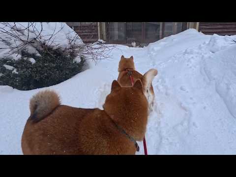 この冬、大冒険が続いたであろうフリーランスヌコ様の無事が確認できました。 サムネイル
