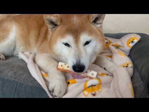 柴犬福 姉に新第一ガム貰った柴犬🤣Sister and Shiba🤣 サムネイル