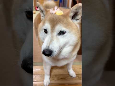 柴犬福 姉を喜ばせるキャンディフクフク🤣Sis and Shiba🤣姉と柴 shorts 柴犬 shibainu ja… サムネイル