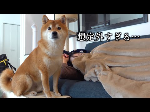 ママが動けない日に限って…柴犬ハチ家が大変なことに。 サムネイル