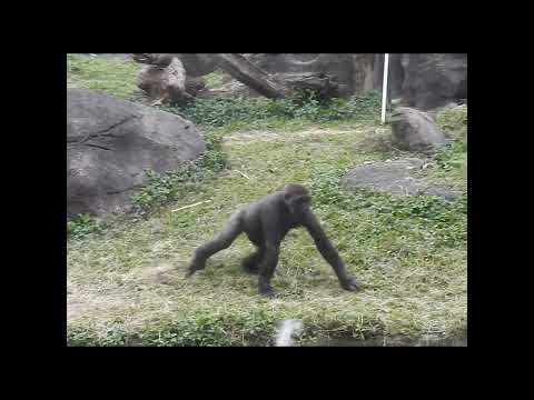 gorilla D'jeeco 27y2m old dad & son Jabali 5y2m old.Bird Ch… サムネイル