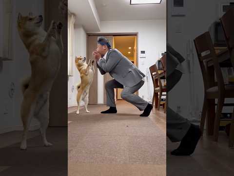 柴犬とん君と酔いどれダンスやってみた！　柴犬　柴犬とん サムネイル