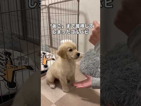 お座りお手おかわりに加えてあごまで習得してしまったゴルパピ ゴールデンレトリバー ゴルパピ 子犬 shorts サムネイル
