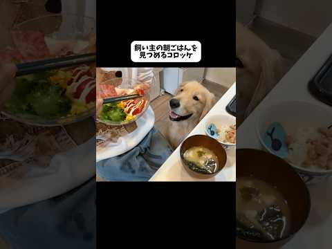 圧がすごい、よだれもすごい大型犬 ゴールデンレトリバー サムネイル