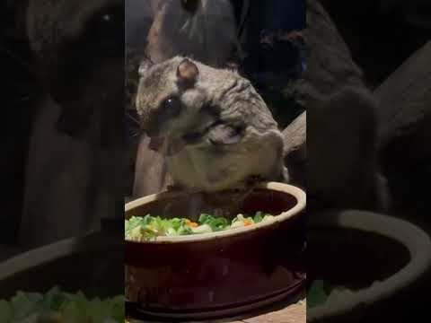 shorts モグモグ　ホンシュウモモンガ　　埼玉県こども動物自然公園にて　2026年5月30日 サムネイル