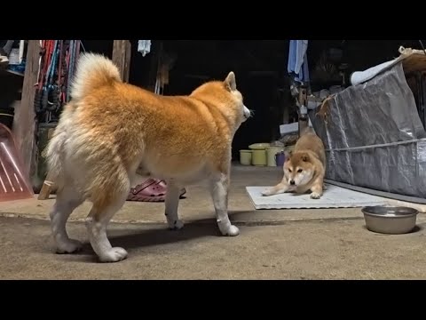 2026年2月4日(水) 皆様、右手にご覧頂けますのが車高が低いほど尊いとされている『遊んで！のポーズ』です サムネイル