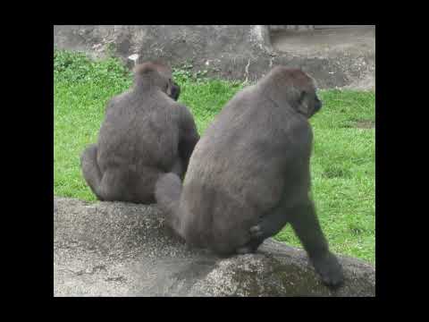 gorilla Tayari 15y1m old mom & son Jabali 5y5m old.shorts T… サムネイル
