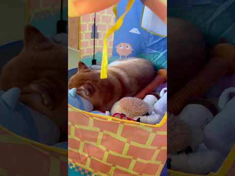 柴犬福 自分の部屋居た時の柴犬🤣Why here🤣shorts japanesedog 柴犬 shibainu dog… サムネイル