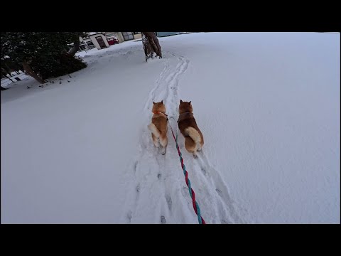 広場パトロールに満足したら足跡辿(たど)ってご帰宅です サムネイル