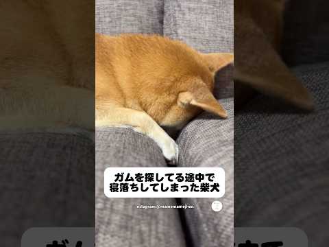 ガム探してたはずが…寝落ちしてしまった柴犬　　柴犬　犬　柴犬のいる暮らし かわいい犬 面白い犬