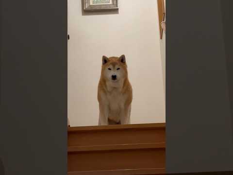 柴犬福 兄の出迎えがラスボスみたいな柴犬🤣Brother and Shiba🤣兄と柴shorts funny 柴犬 s… サムネイル