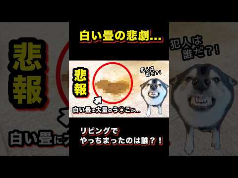 【悲報】朝起きたら、リビングの白い畳に大量のアレが落ちていました... サムネイル