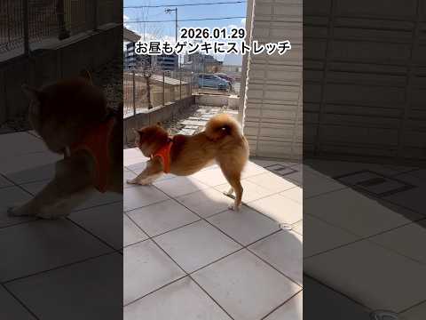 お昼もゲンキにストレッチdog doggie 柴犬 cutedog stretch yoga ストレッチ ヨガ トレー… サムネイル