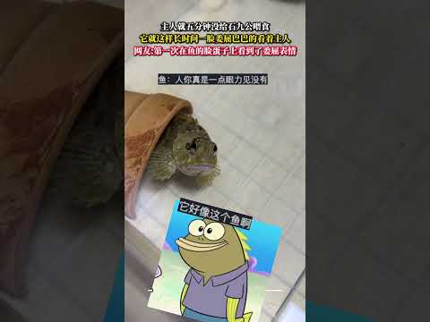 主人就五分鐘沒給石九公餵食 它就這樣長時間一臉委屈巴巴的看著主人 意外 有趣 萬萬沒想到 amazing funny… サムネイル